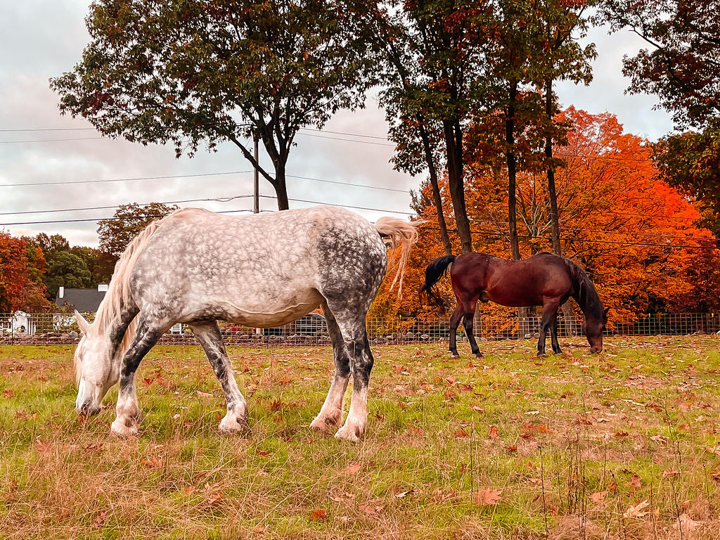 Sweet Hill Farm