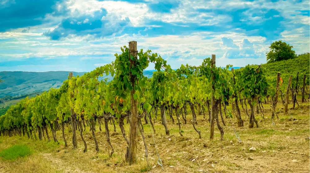 6/20 A Taste of Summer "Whites" Wine Tasting Event